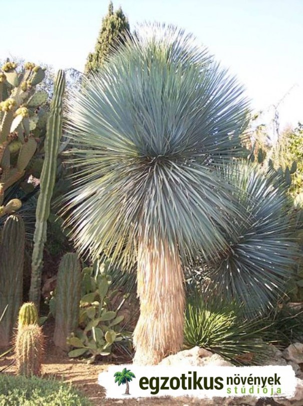 Thompson Yucca, Csőrös yucca, Yucca thompsoniana, évelő, fásszárú